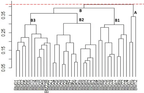 Gambar  3.  Dendrogram  ketidakmiripan  analisis  karakter  molekuler  (DNA)  pada  40  genotipe  bawang  merah 