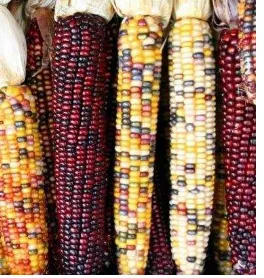 Gambar 2. Ragam warna dalam bulir jagung (Sumber: http://www.crackact.com/)  