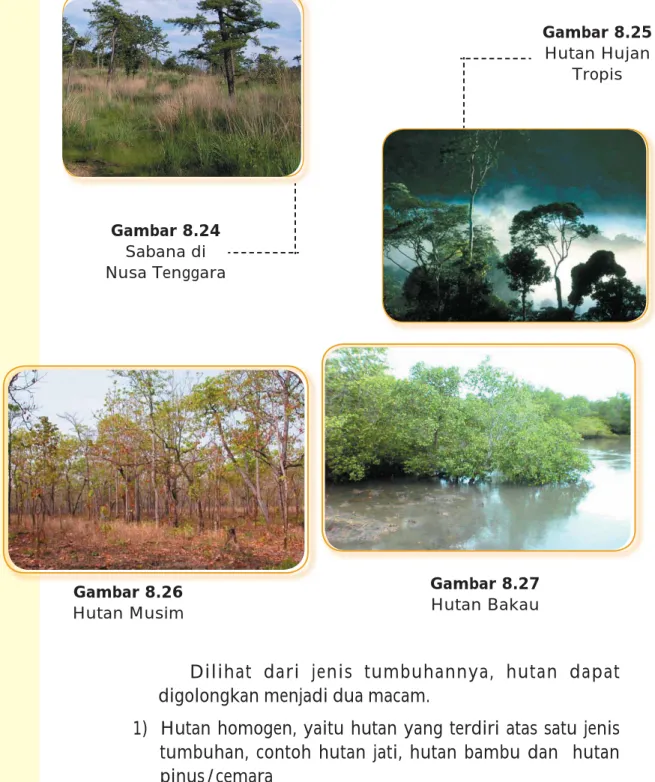 Gambar 8.26  Hutan Musim Gambar 8.24 Sabana di  Nusa Tenggara                      Gambar 8.25 Hutan Hujan Tropis                          Gambar 8.27 Hutan Bakau