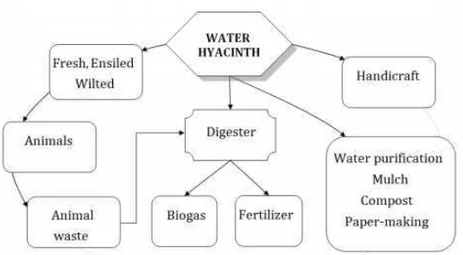 Gambar 2.3 Diagram alir Pembuatan Gas bio Dari Eceng gondok  (Eichhornia crassipes) [22]  