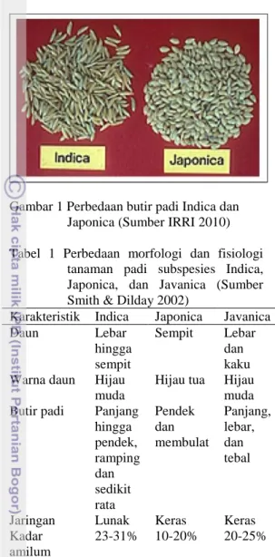 Gambar 1 Perbedaan butir padi Indica dan                      Japonica (Sumber IRRI 2010)  Tabel  1  Perbedaan  morfologi  dan  fisiologi 
