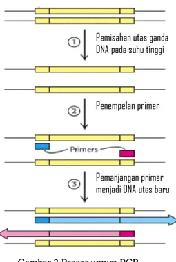 Gambar 2 Proses umum PCR                   (Berg et al. 2007) 