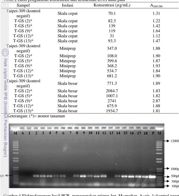 Gambar 4 Elektroforegram hasil PCR  menggunakan primer hpt. M=marker, A=air, 1=kontrol negatif  skala  cepat,  2-6=sampel,  7=kontrol  negatif  miniprep,  8-12=sampel,  13=kontrol  negatif  skala besar, 14-18=sampel, P=plasmid 