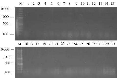 Gambar 1. Hasil amplifikasi isolat bakteri busuk lunak menggunakan primer  Y1/Y2 pada reaksi PCR yang dielektroforesis pada 1% gel agarosa