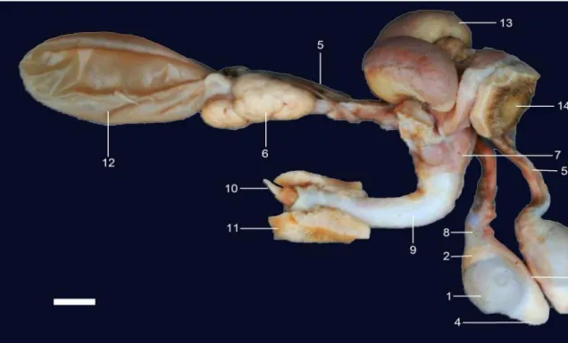 Gambar 1  Anatomi organ urogenital musang luak jantan yang telah diawetkan. (1) testis, (2) kaput epidid- epidid-imis, (3) korpus epididepidid-imis, (4) kauda epididymis, (5) duktus deferens, (6) kelenjar prostata, (7)  radiks penis,  (8) funikulus spermat