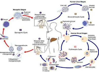 Gambar 2.3  Siklus Hidup Plasmodium Malaria 
