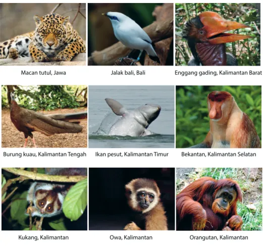 Gambar contoh fauna Indonesia bagian barat  (Sumber: muraibatuaceh.blogspot.com; wikimedia.org)