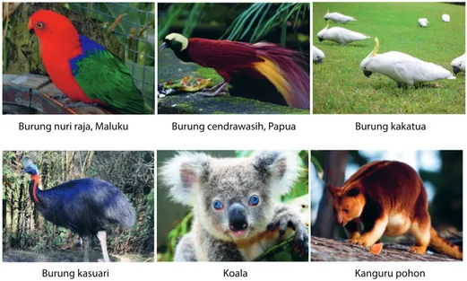Gambar contoh fauna Indonesia bagian timur  (Sumber: wikimedia.org)  Rangkong, Sulawesi Selatan                   Anoa, Sulawesi Tenggara                       Babi rusa, Sulawesi