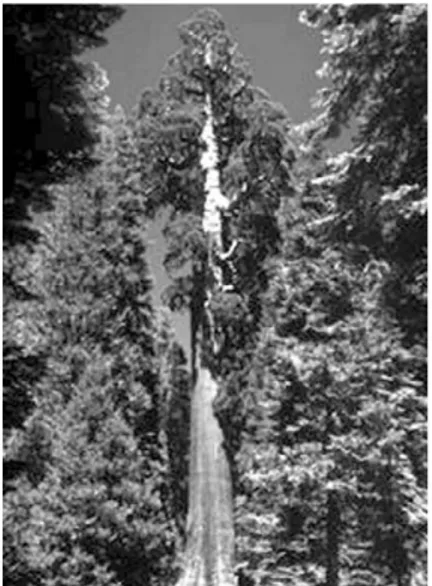 Gambar 1.10 Giant Sequoia (redwood) Giant Sequoia (redwood), pohon tertinggi 