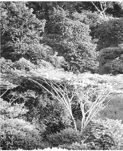 Gambar 1.11 Pohon Akasia
