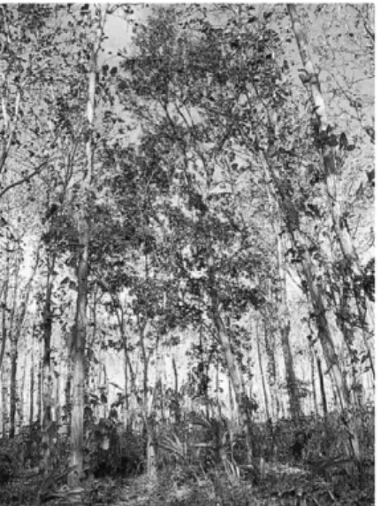 Gambar 1.22 Pohon Jati Pohon Jati merupakan jenis flora khas 