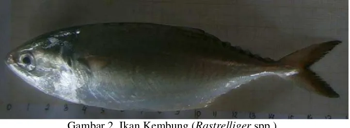 Gambar 2. Ikan Kembung (Rastrelliger spp.) 