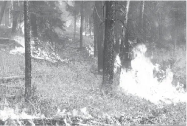 Gambar 3.1 Kebakaran hutan merupakan contoh kurang kepedulian manusia terhadap lingkungan.