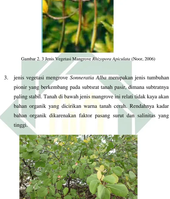 Gambar 2.4 : Jenis Vegetasi Mangrove Sonneratia Alba (Noor, 2006) 