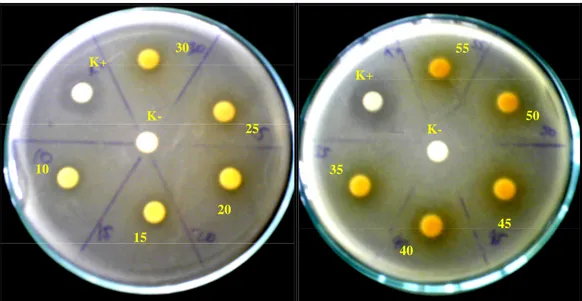 Gambar 4 Hasil Uji Aktivitas Antibakteri Tahap Lanjutan untuk Penentuan Nilai
