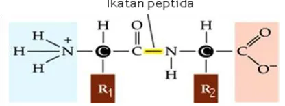 Gambar 1.1. Ikatan peptida 