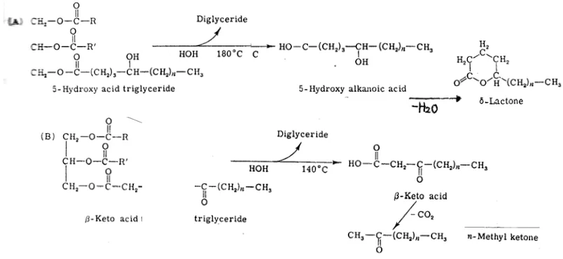 Gambar 2: Mekanisme pembentukan δ lactone (A) dan metil keton (B) dari hubungan 5 hydroxy dan 3-keto asam alkanoat (Kinsella, 1969) 