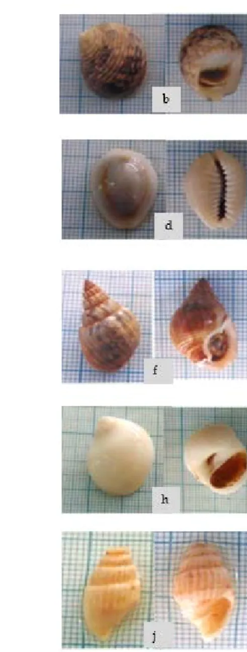 Gambar 3. Kelimpahan relatif spesies Gastropoda yang ditemukan di Pantai Barung Toraja Sumenep Madura  