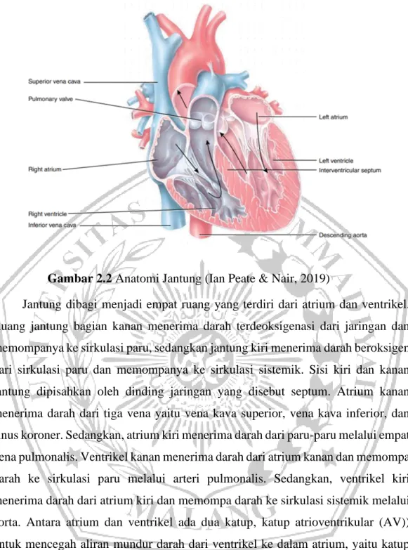 Gambar 2.2 Anatomi Jantung (Ian Peate &amp; Nair, 2019) 