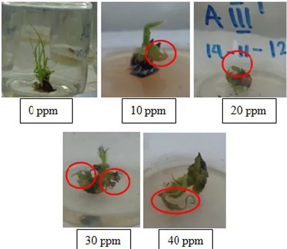 Gambar  3.  Eksplan  tebu  (S.  officinarum)  varietas  NXI-2T    pada  media  antiviral ribavirin 0 ppm hingga 40 ppm setelah 6 minggu 