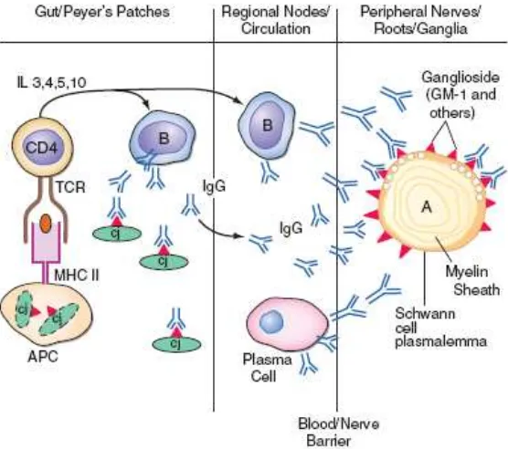 Gambar 1. Mekanisme imunitas seluler pada GBS 