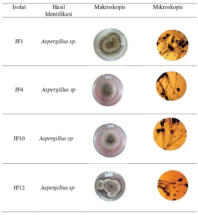 Tabel 6. Hasil isolasi dan identifikasi jamur pelarut fosfat 