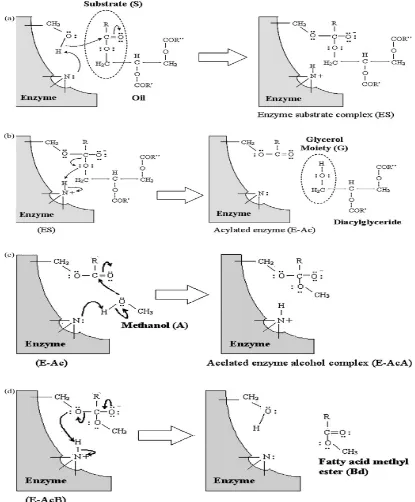 Gambar 2.3 Mekanisme Enzimatik Produksi FAME [19].    