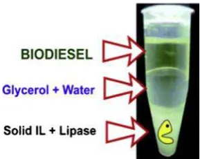 Gambar 2.5 Campuran Reaksi Biodiesel, Gliserol dan Enzim dengan IL Padat [30] 