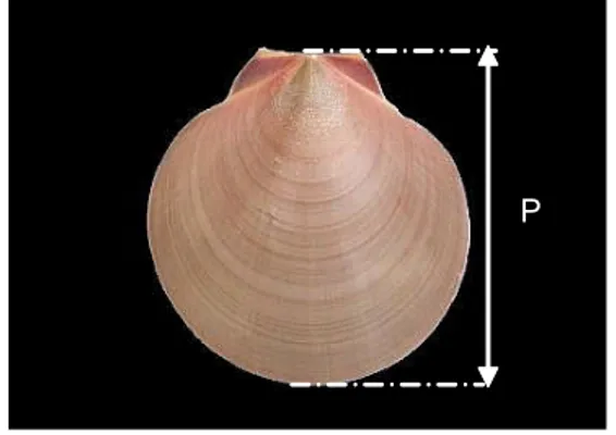 Gambar 2. Pengukuran panjang simping. Figure 2. Measurement for of length scallop.