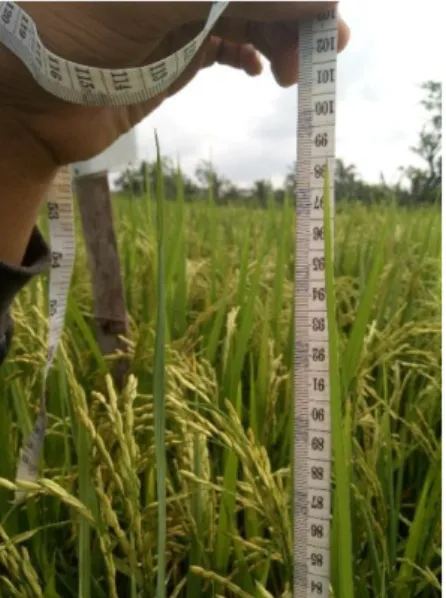 Gambar 11. Pengukuran tinggi batang padi dengan menggunakan                       meteran 