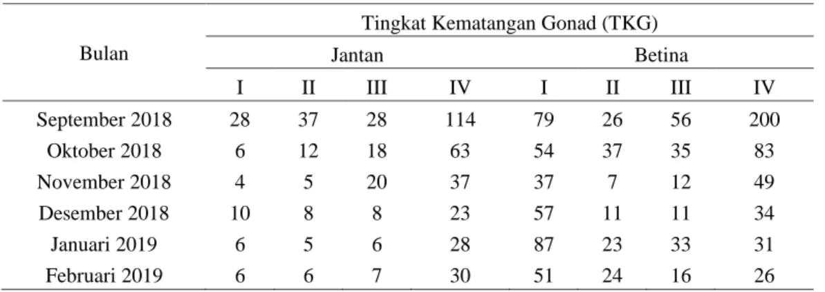 Tabel 2.  Tingkat kematangan gonad (TKG) ikan gabus jantan dan betina  
