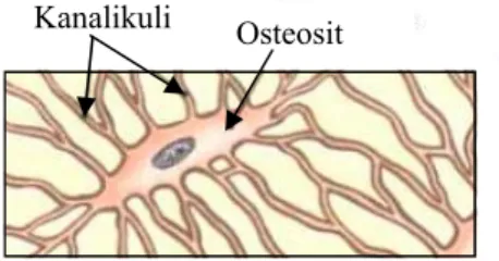 Gambar 1  Struktur kanalikuli dan osteosit yang terkurung dalam lakuna (IOF  2009). 