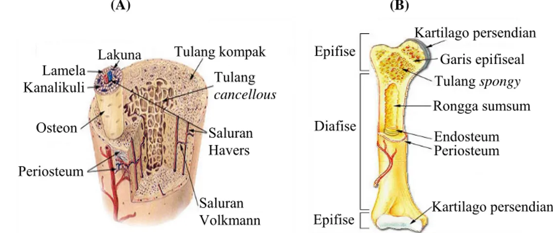 Gambar 3  Berbagai gambaran struktur tulang. Tulang kompak dan cancellous         (A), dan potongan melintang tulang panjang (B) (IOF 2009)