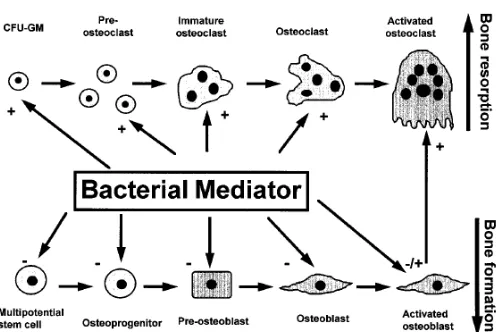 Gambar 4. Komponen Bakteri dan Patologi Tulang 