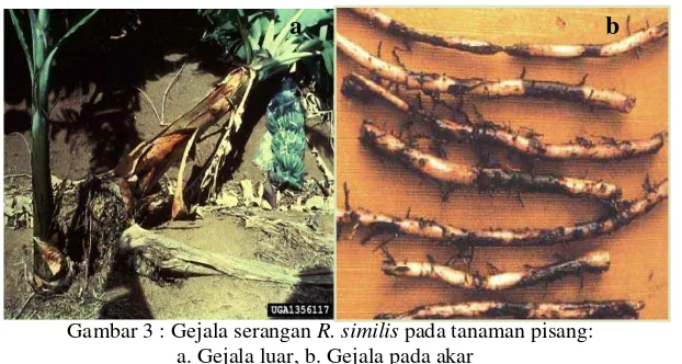 Gambar 3 : Gejala serangan R. similis pada tanaman pisang:  