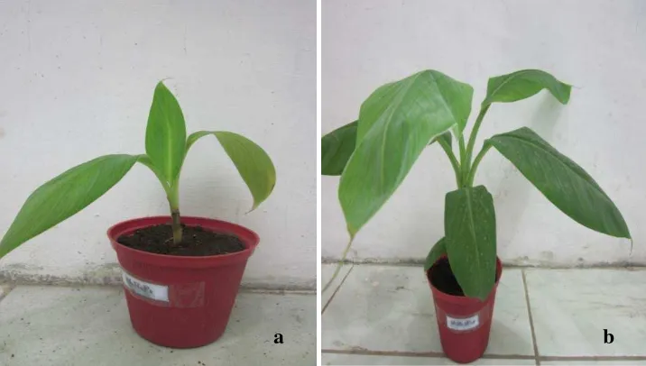 Gambar 6: Tanaman pisang: a.. Tanaman yang diinokulasikan F. oxysporum f.sp cubense            tanpa CMA; b