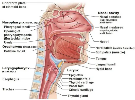 Gambar 2.1. Anatomi saluran pernapasan atas (Kahathuduwa, 2016). 