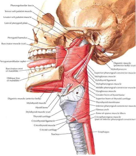Gambar 2.2. Anatomi otot faring (Netter, 2013). 