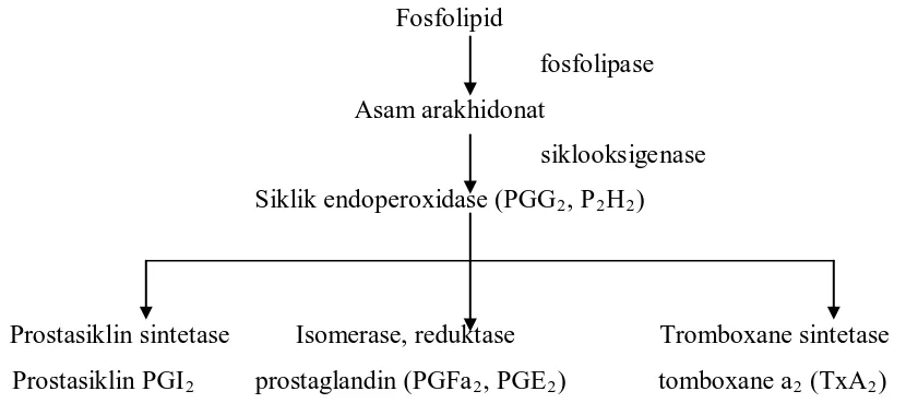 Gambar 2.2. Proses pembentukan prostaglandin  