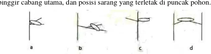 Gambar 1. Posisi sarang orangutan, a)posisi I, b)Posisi II, c)Posisi III, d)posisi IV 
