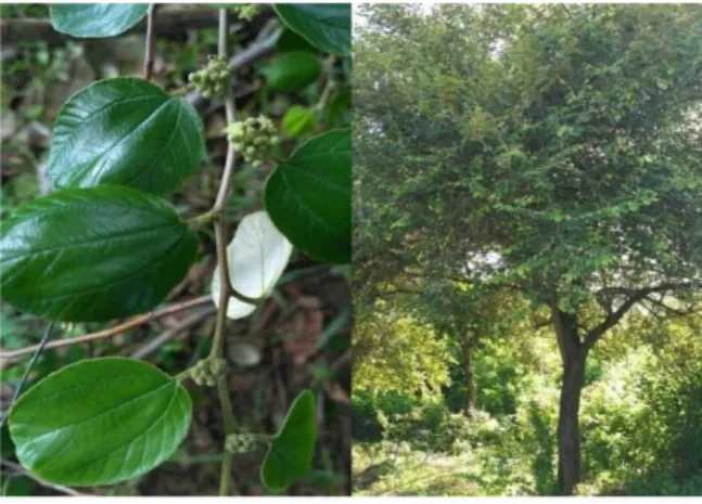Gambar 1. Pohon dan daun bidara di Kelurahan Liliba,   Kota Kupang 