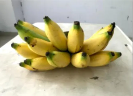 Gambar 2. 6 Buah Pisang Muli  Berikut ini klasifikasi botani tanaman pisang muli: 