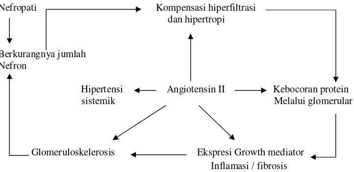 Gambar 2.2. Hemodynamic dan Non Hemodynamic Glomerular  action of Angiotension II dan Endothelin  