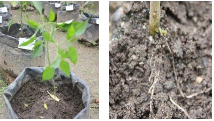 Gambar 2. Gejala   serangan   F.  oxysporum  (A)  daun layu,  (B) akar busuk Gejala penyakit yang diamati adalah gejala penyakit yang umum disebabkan 