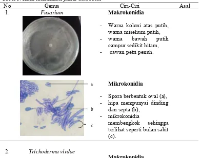 Tabel 1. Hasil identifikasi jamur asal cabai 