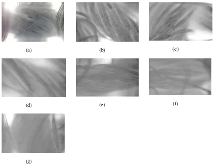 Gambar 1 Morfologi katun menggunakan mikroskop optik digital dengan perbesaran 280x (a) Katun blanko, Katun terlapisi TiO2-SiO2 dengan variasi perbandingan TiO2:SiO2 (b) 2:0,5 (c) 2:1 (d) 2:1,5 (e) 2:2 (f) 2:2,5 (g) 2:3 