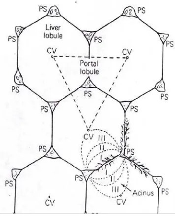 Gambar 2. Skema lobulus hati, asini hati, dan lobulus porta. Lobulus hati terdiri dari vena sentralis (CV) dan dibatasi oleh garis yang menghubungkan celah porta (PS)