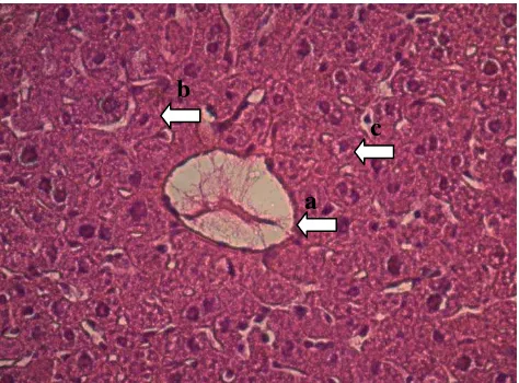 Gambar 4.3.5 Histologi hati mencit pewarnaan Hematoksilin-Eosin, 400x,  a. Vena sentralis b