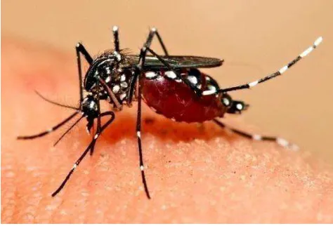 Gambar 2.2. Nyamuk Aedes aegypti 