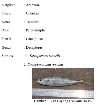 Gambar 3.Ikan Layang (Decapterussp) 